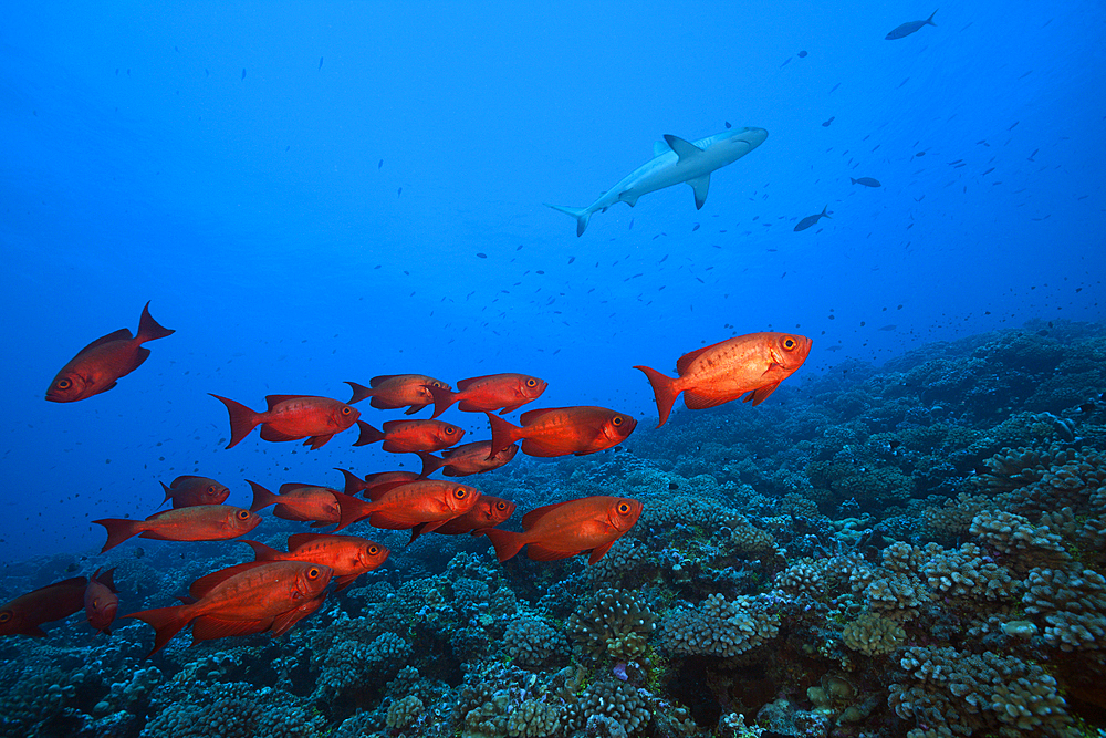 Shoal of Crescent-tail Bigeye, Priacanthus hamrur, Fakarava, Tuamotu Archipel, French Polynesia