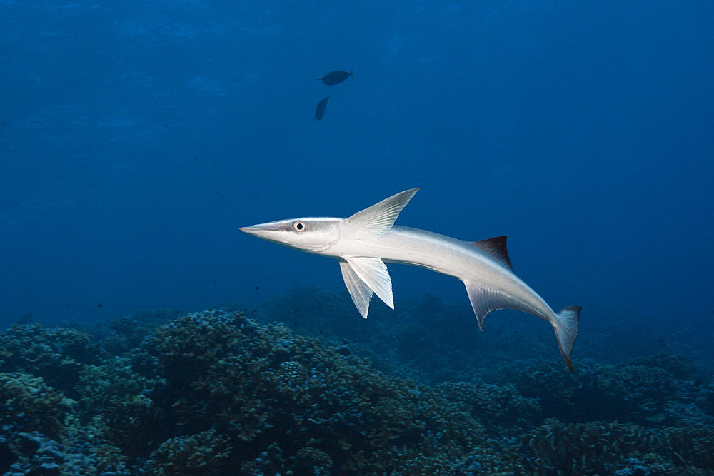 Suckerfish, Echeneis naucrates, Fakarava, Tuamotu Archipel, French Polynesia