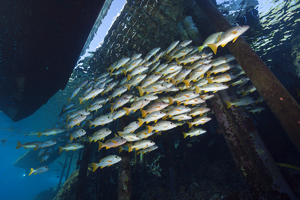 Shoal of One-spot Snapper below Jetty, Lutjanus monostigma, Fakarava, Tuamotu Archipel, French Polynesia