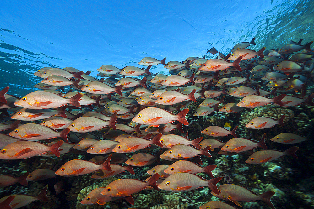 Shoal of Humpback Snapper, Lutjanus gibbus, Fakarava, Tuamotu Archipel, French Polynesia