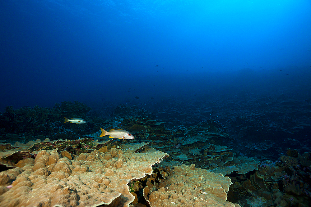 One-spot Snapper at Drop off, Lutjanus monostigma, Fakarava, Tuamotu Archipel, French Polynesia