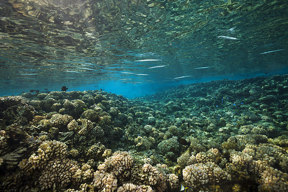 Shoal of Needlefishes on Reef Top, Strongylura incisa, Fakarava, Tuamotu Archipel, French Polynesia