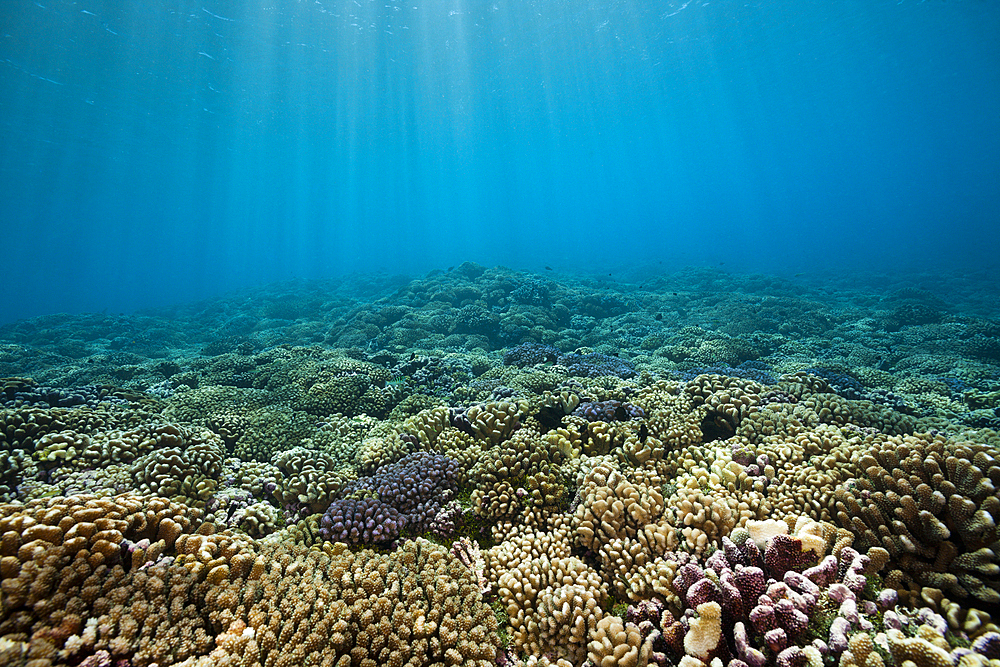 Pristine Hard Coral Reef, Fakarava, Tuamotu Archipel, French Polynesia