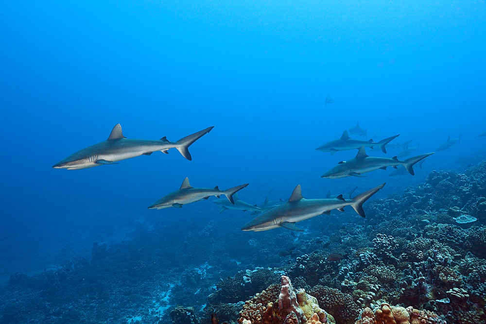 Grey Reef Shark, Carcharhinus amblyrhynchos, Fakarava, Tuamotu Archipel, French Polynesia