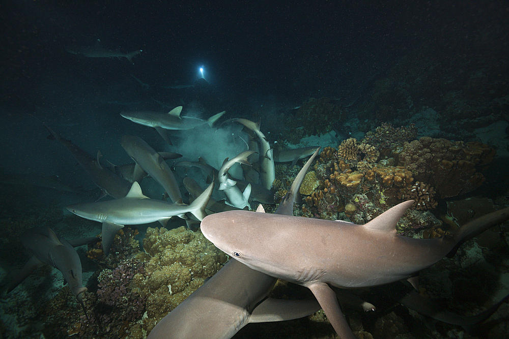 Grey Reef Shark hunting at Night, Carcharhinus amblyrhynchos, Fakarava, Tuamotu Archipel, French Polynesia