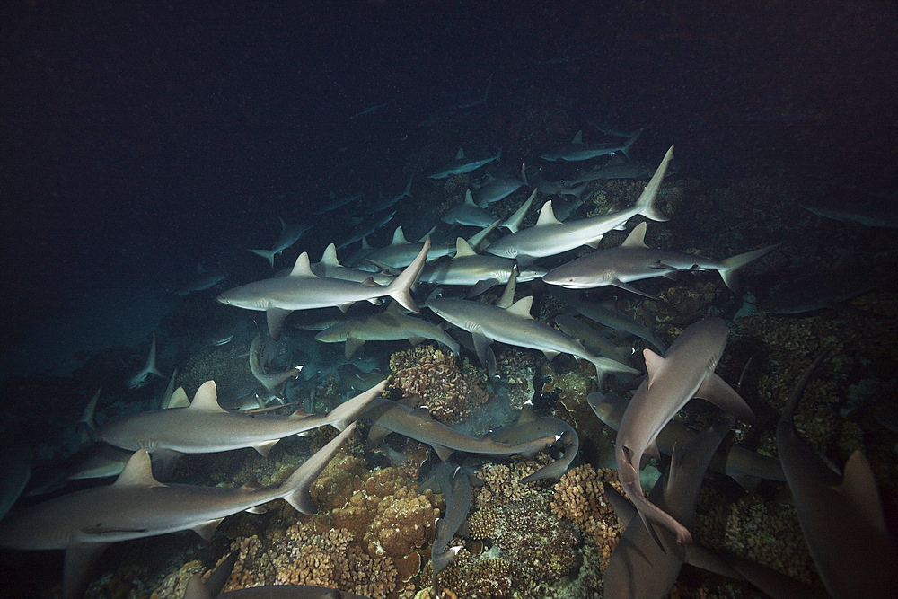 Grey Reef Shark hunting at Night, Carcharhinus amblyrhynchos, Fakarava, Tuamotu Archipel, French Polynesia