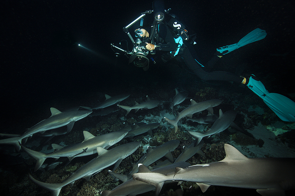 Grey Reef Shark hunting at Night, Carcharhinus amblyrhynchos, Fakarava, Tuamotu Archipel, French Polynesia