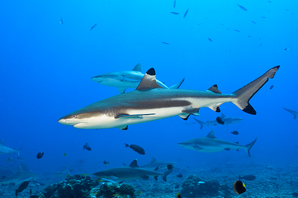 Blacktip Reef Shark, Carcharhinus melanopterus, Moorea, French Polynesia