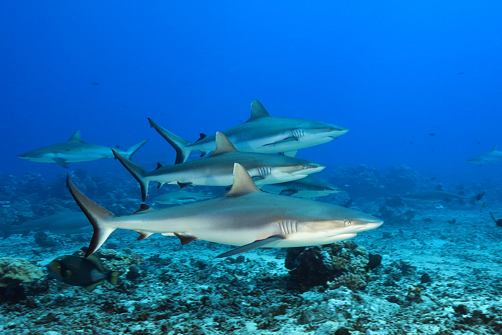 Grey Reef Shark, Carcharhinus amblyrhynchos, Moorea, French Polynesia