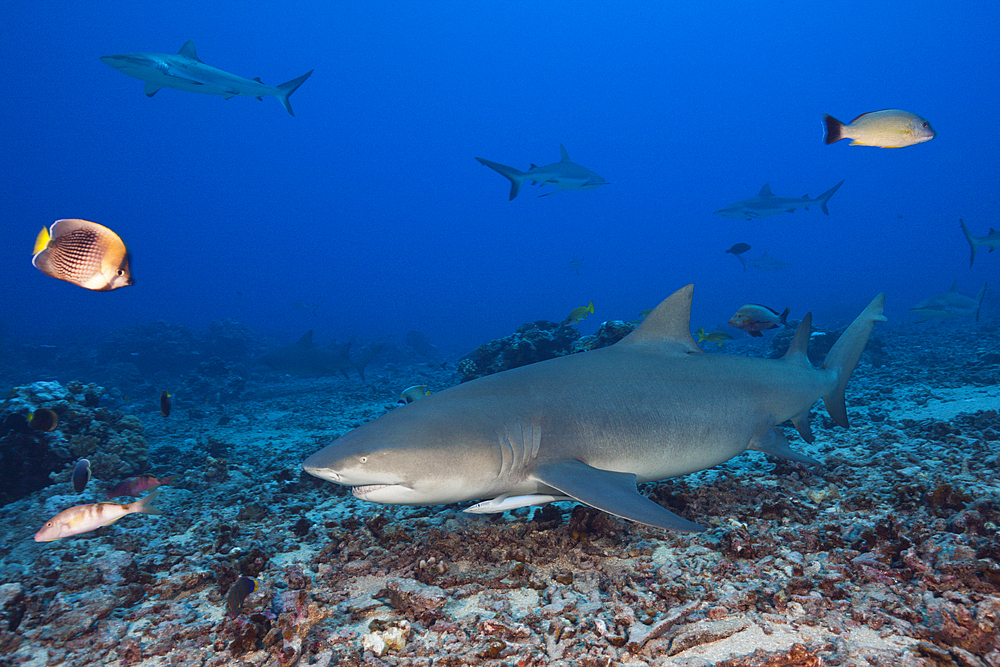 Sicklefin Lemon Shark, Negaprion acutidens, Moorea, French Polynesia