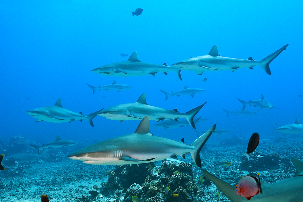 Grey Reef Shark, Carcharhinus amblyrhynchos, Moorea, French Polynesia