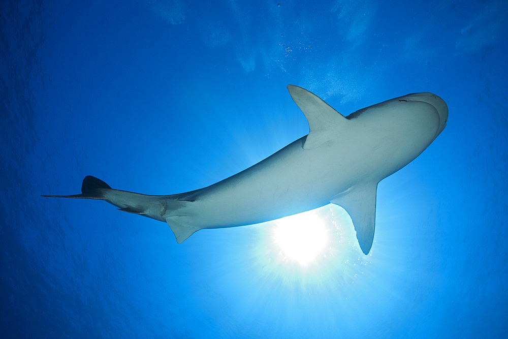 Tiger Shark, Galeocerdo cuvier, Moorea, French Polynesia