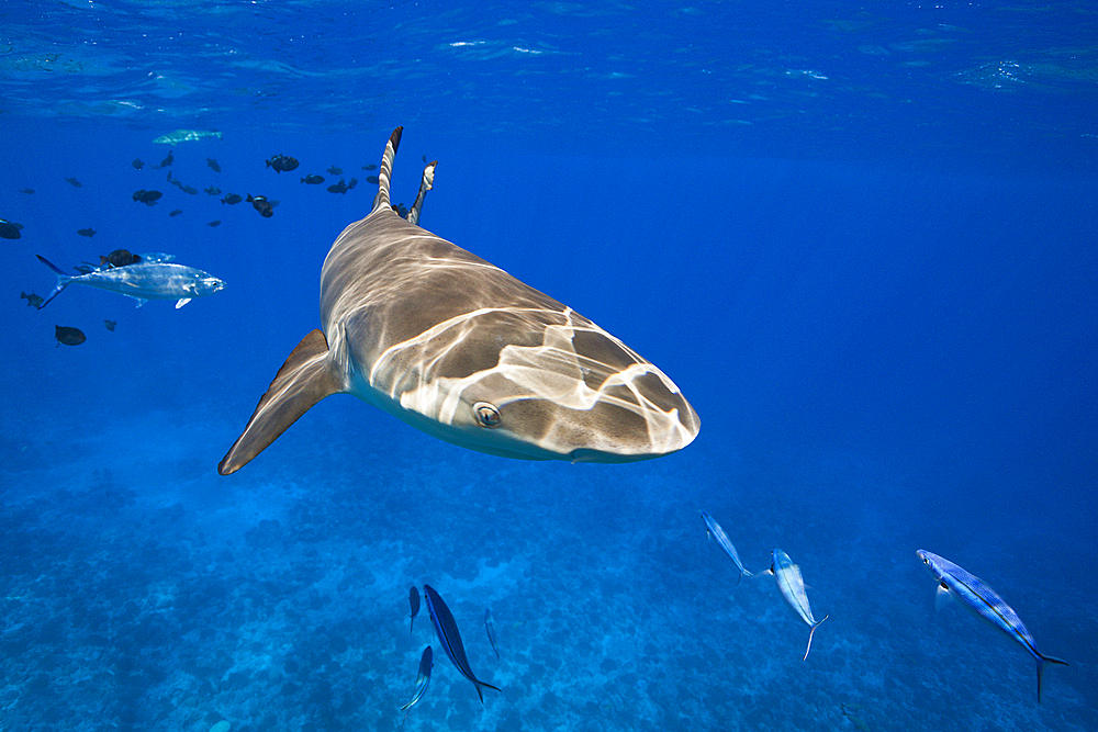 Blacktip Reef Sharks below the Water Surface, Carcharhinus melanopterus, Moorea, French Polynesia