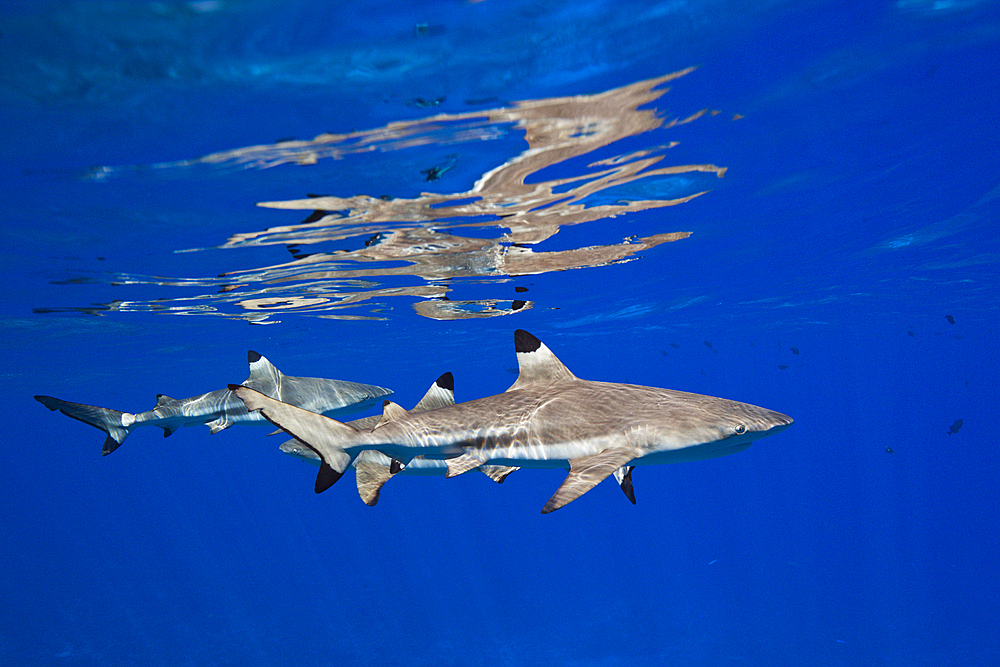 Blacktip Reef Sharks below the Water Surface, Carcharhinus melanopterus, Moorea, French Polynesia