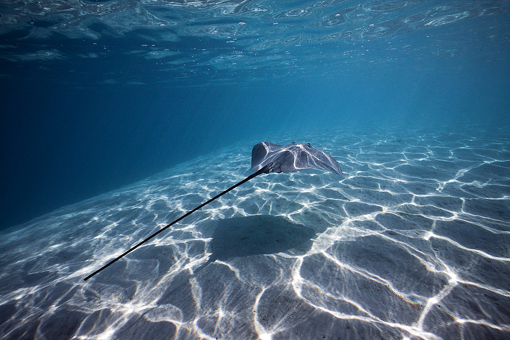 Snorkeling with Pink Whipray in Lagoon, Pateobatis fai, Moorea, French Polynesia