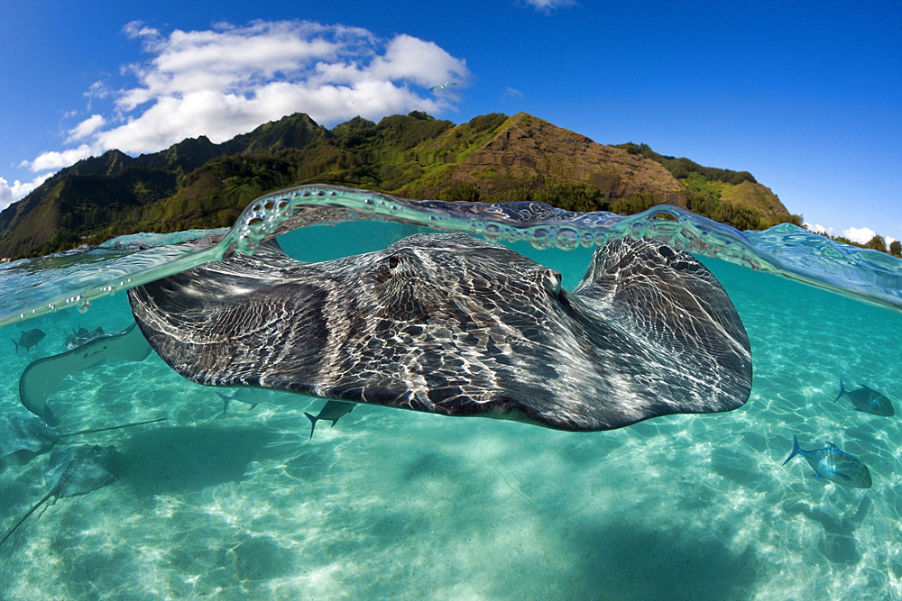 Snorkeling with Pink Whipray in Lagoon, Pateobatis fai, Moorea, French Polynesia