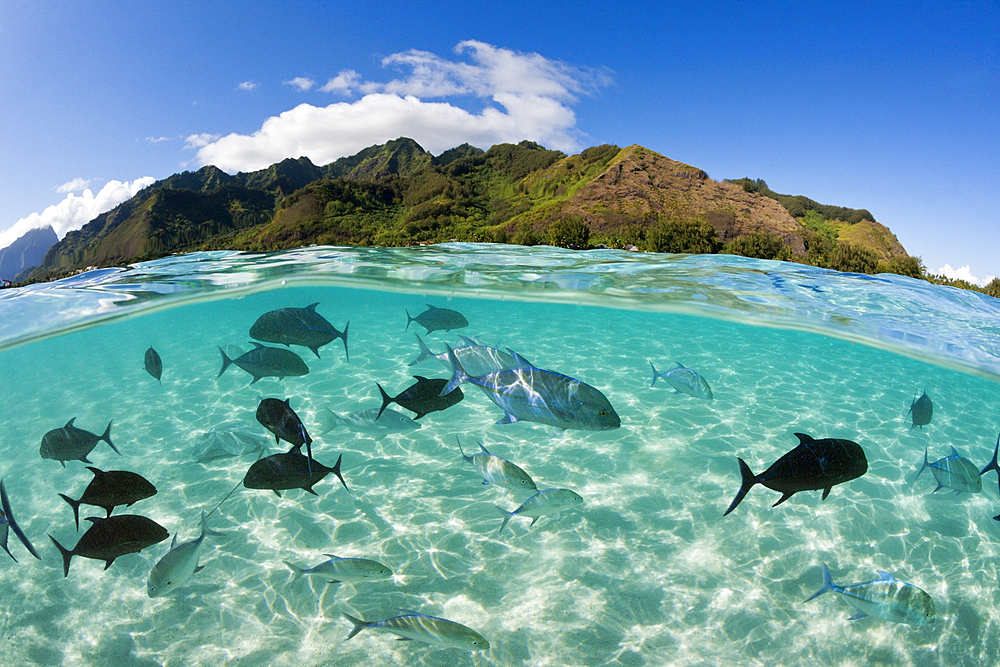 Bluefin Trevally schooling in Lagoon, Caranx melampygus, Moorea, French Polynesia