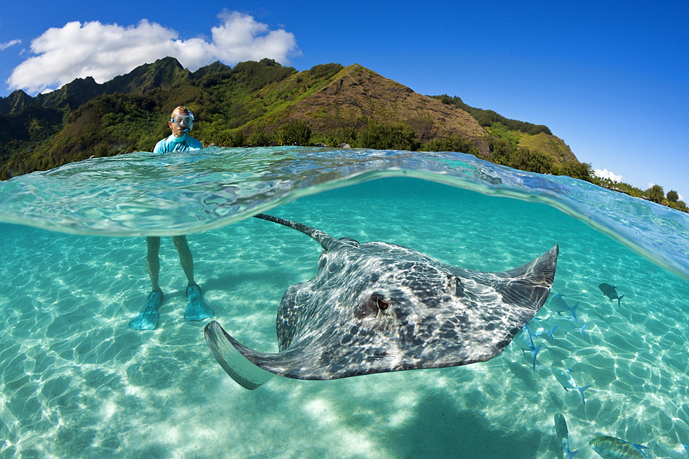 Snorkeling with Pink Whipray in Lagoon, Pateobatis fai, Moorea, French Polynesia