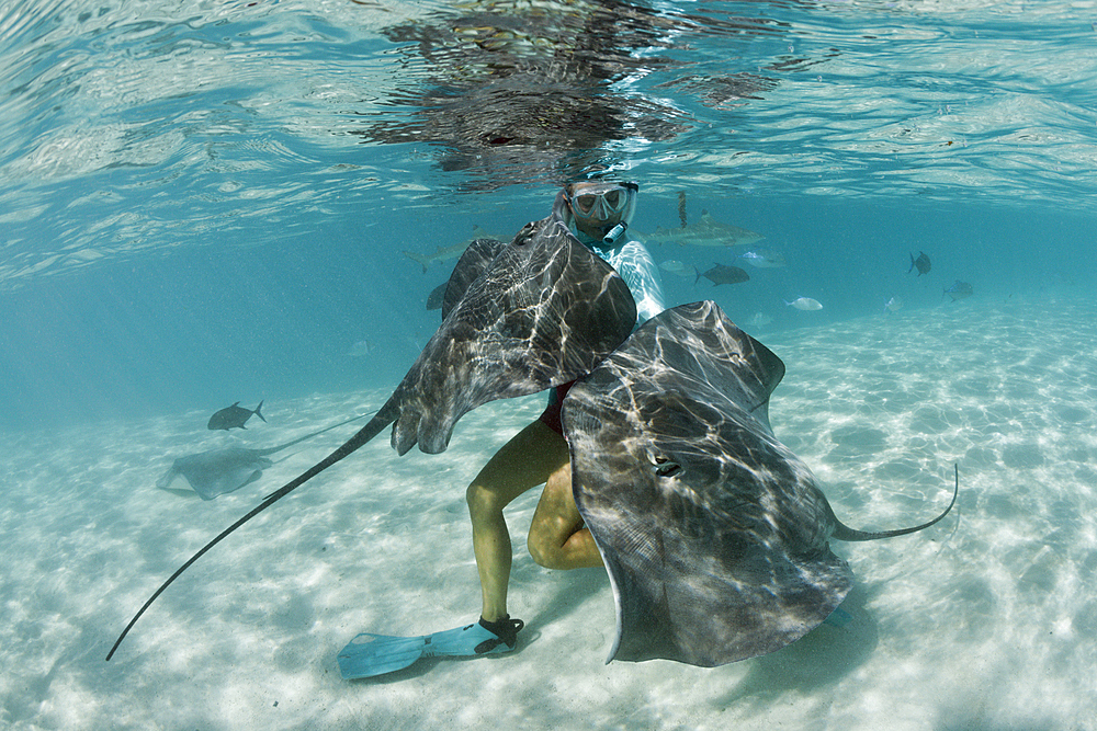 Snorkeling with Pink Whipray in Lagoon, Pateobatis fai, Moorea, French Polynesia