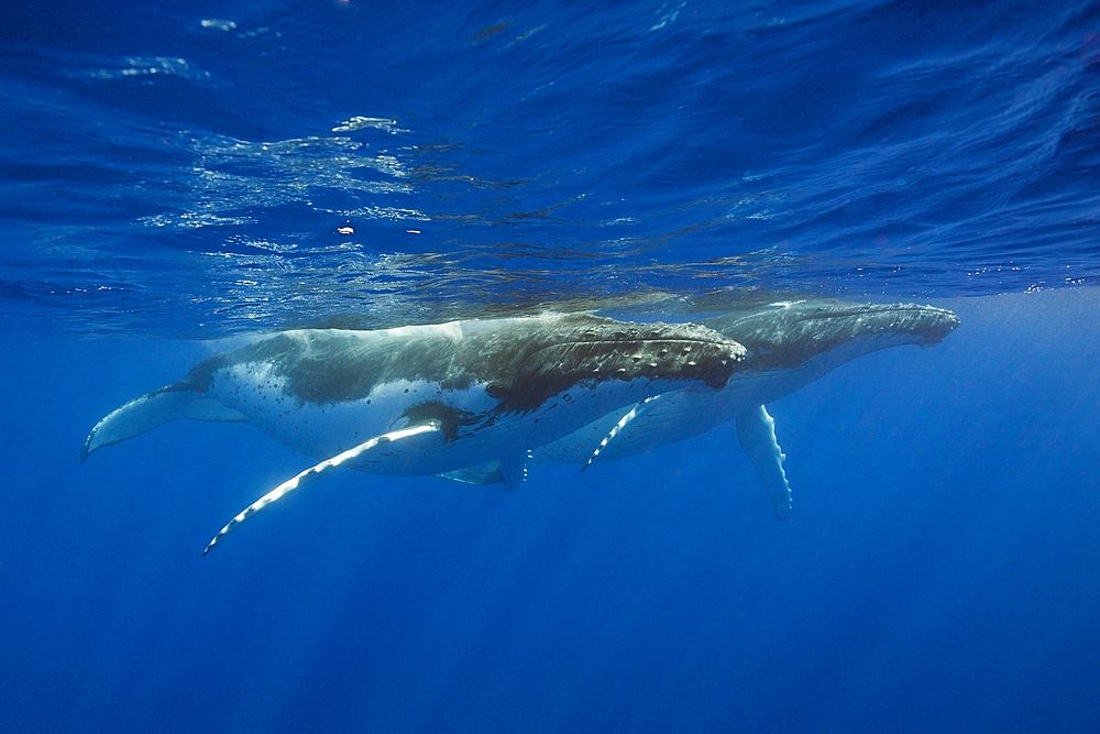 Pair of Humpback Whales, Megaptera novaeangliae, Moorea, French Polynesia