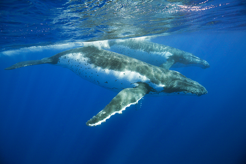 Pair of Humpback Whales, Megaptera novaeangliae, Moorea, French Polynesia