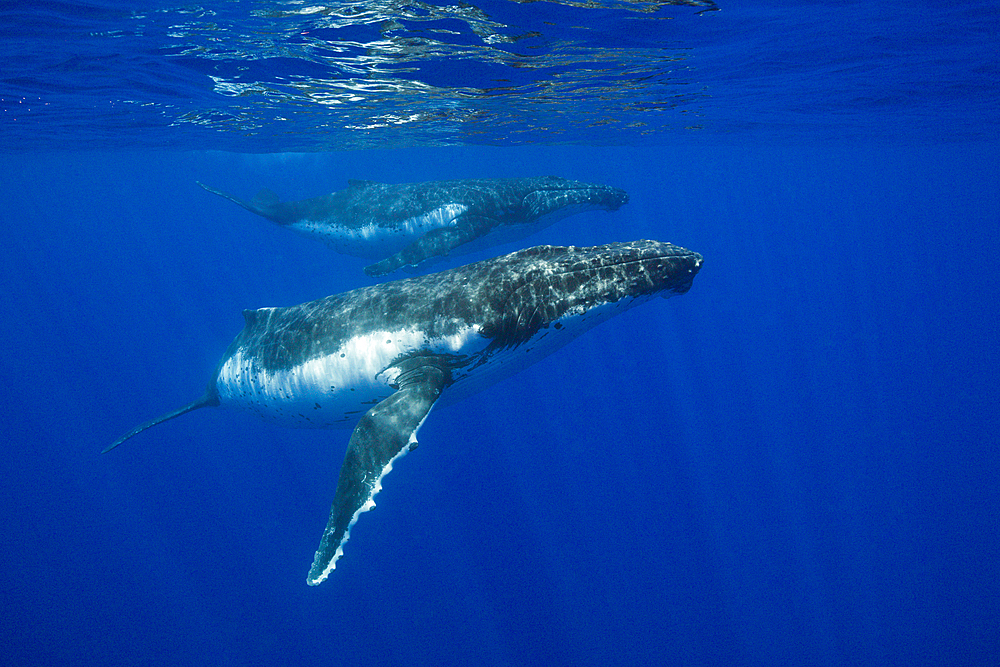 Pair of Humpback Whales, Megaptera novaeangliae, Moorea, French Polynesia