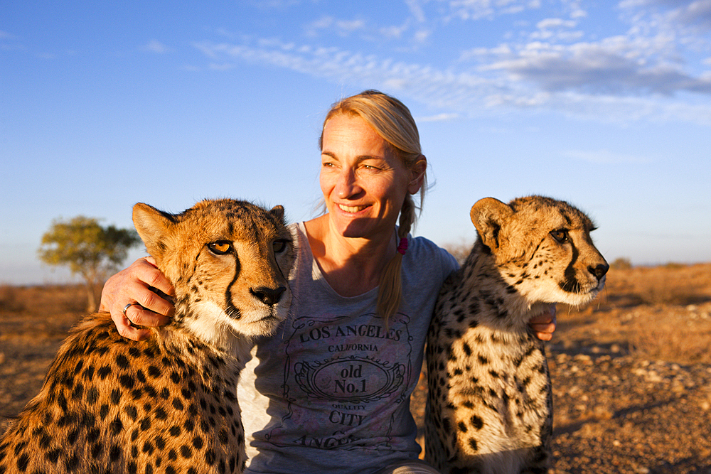 Tourist and tame Cheetah, Acinonyx jubatus, Kalahari Basin, Namibia