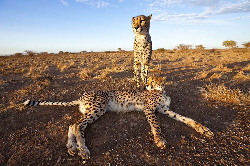 Male subadult Cheetah, Acinonyx jubatus, Kalahari Basin, Namibia