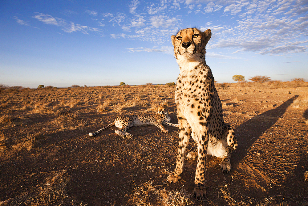 Male subadult Cheetah, Acinonyx jubatus, Kalahari Basin, Namibia