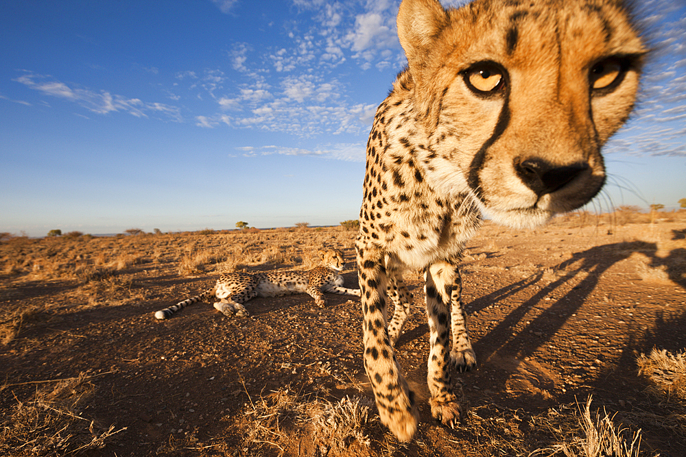 Male subadult Cheetah, Acinonyx jubatus, Kalahari Basin, Namibia