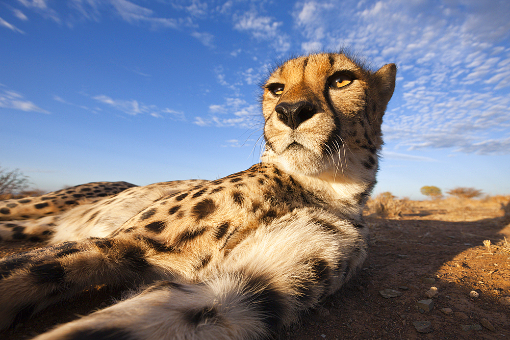 Male subadult Cheetah, Acinonyx jubatus, Kalahari Basin, Namibia