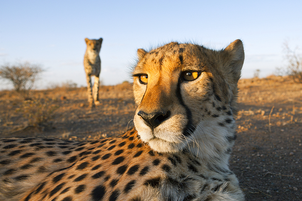 Male subadult Cheetah, Acinonyx jubatus, Kalahari Basin, Namibia