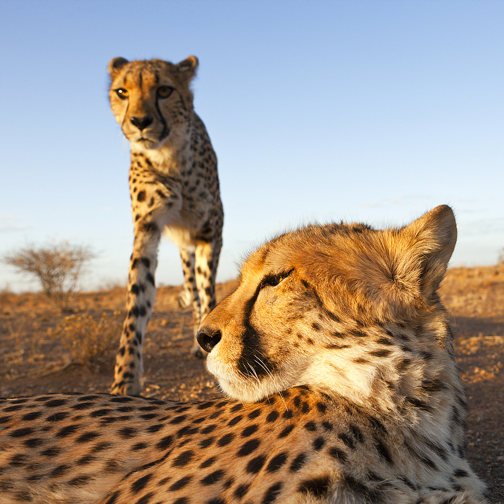 Male subadult Cheetah, Acinonyx jubatus, Kalahari Basin, Namibia