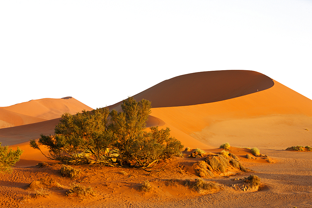 Big Mama Dune in Sossusvlei Area, Namib Naukluft Park, Namibia