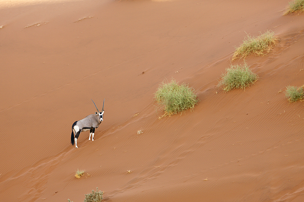 South African Oryx in Sossusvlei, Oryx gazella, Namib Naukluft Park, Namibia