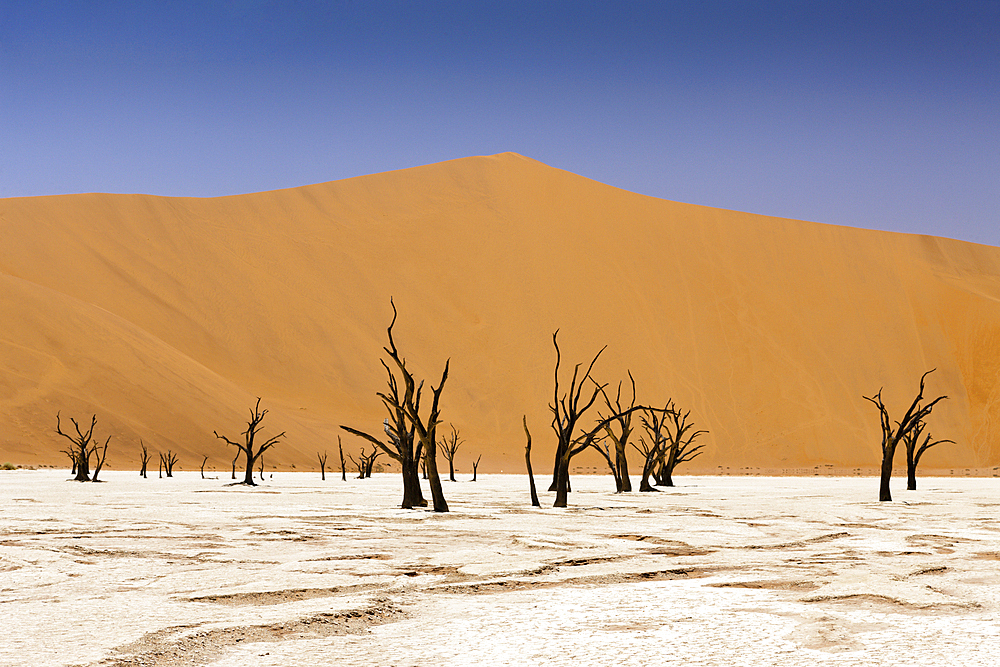 Dead Acacia Trees in Deadvlei Pan, Namib Naukluft Park, Namibia