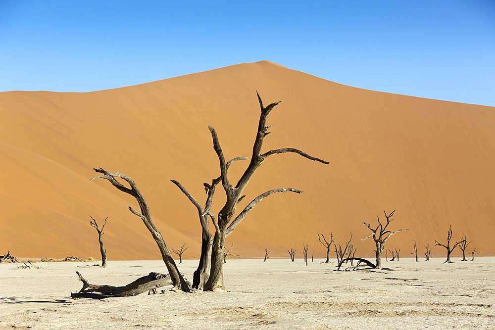 Dead Acacia Trees in Deadvlei Pan, Namib Naukluft Park, Namibia