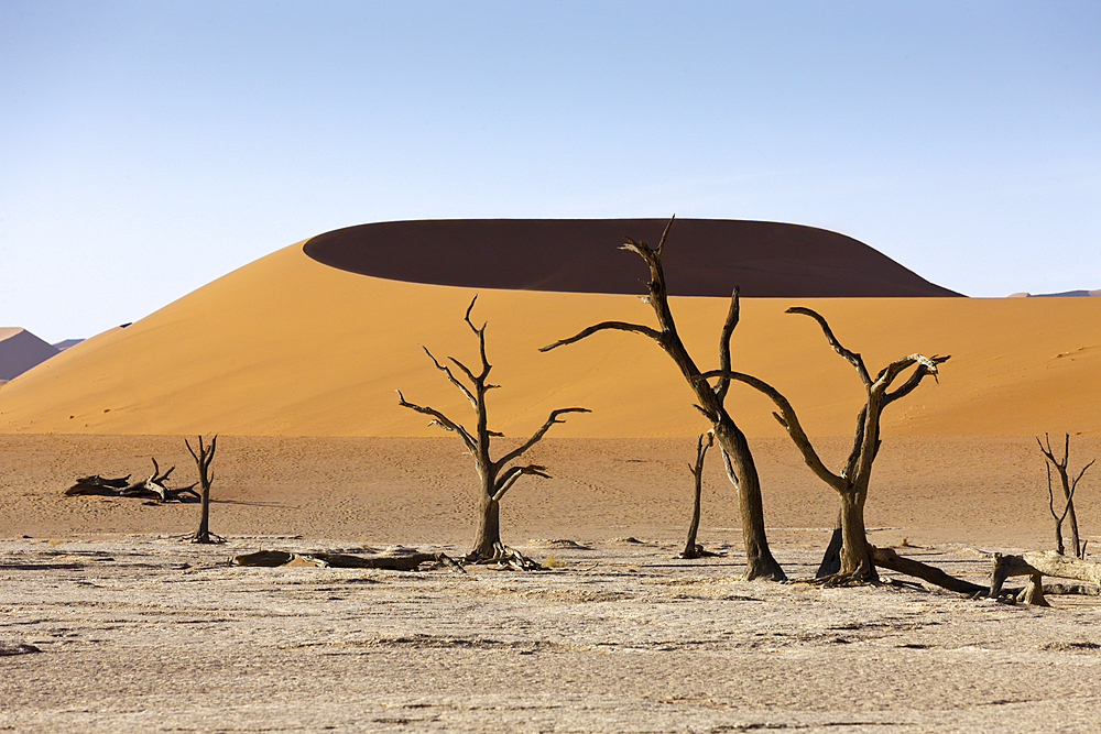 Dead Acacia Trees in Hiddenvlei, Namib Naukluft Park, Namibia