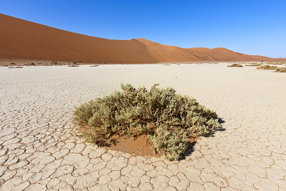 Impressions of Hiddenvlei, Namib Naukluft Park, Namibia