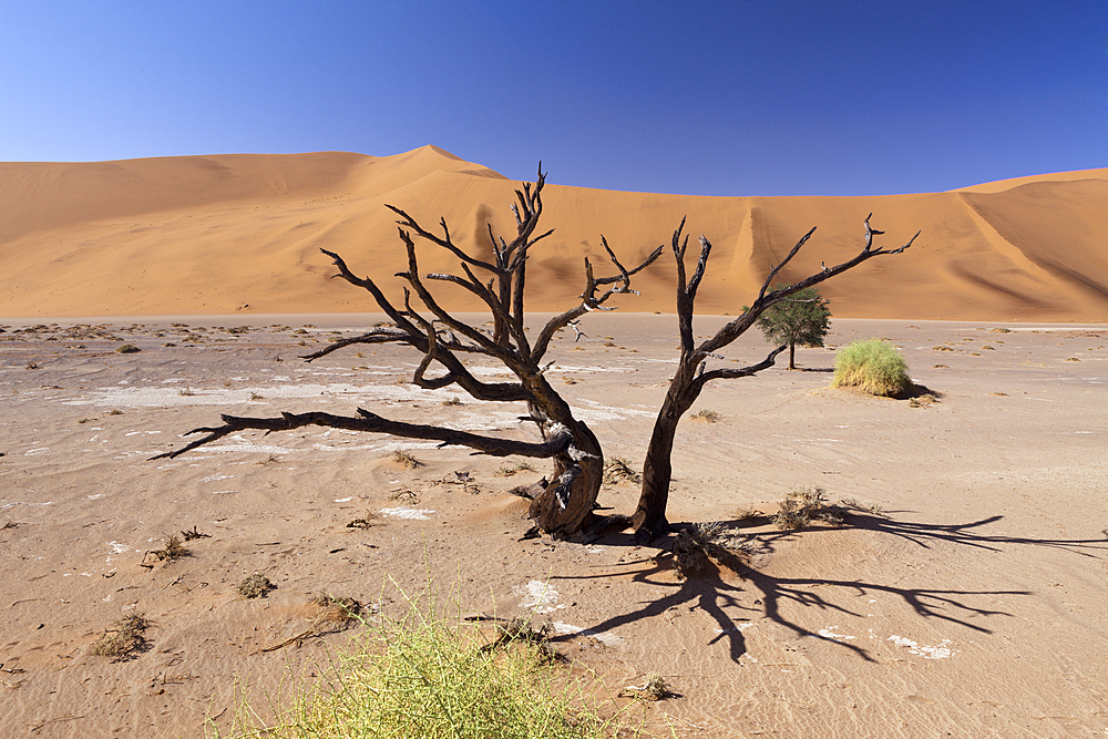 Dead Acacia Trees in Hiddenvlei, Namib Naukluft Park, Namibia