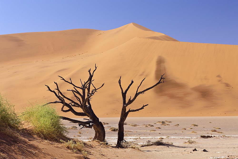 Dead Acacia Trees in Hiddenvlei, Namib Naukluft Park, Namibia