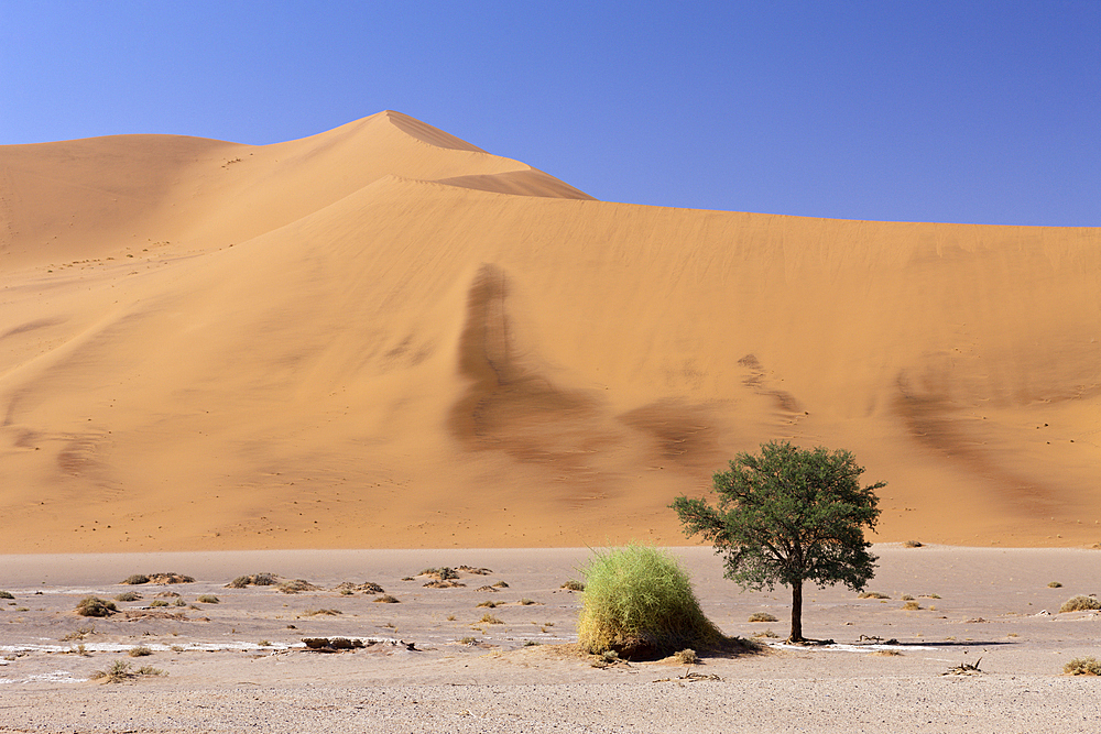 Impressions of Hiddenvlei, Namib Naukluft Park, Namibia