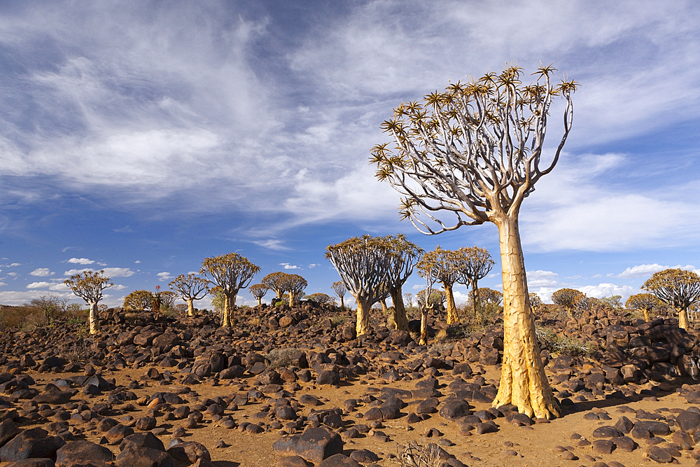 Impressions of Quivertree Forest, Aloidendron dichotomum, Keetmanshoop, Namibia