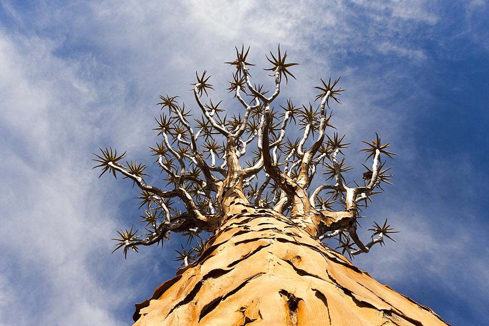 Tree crown of a Quivertree, Aloidendron dichotomum, Keetmanshoop, Namibia