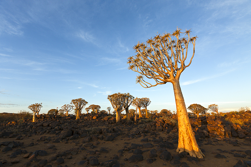 Quivertree Forest at Sunrise, Aloidendron dichotomum, Keetmanshoop, Namibia