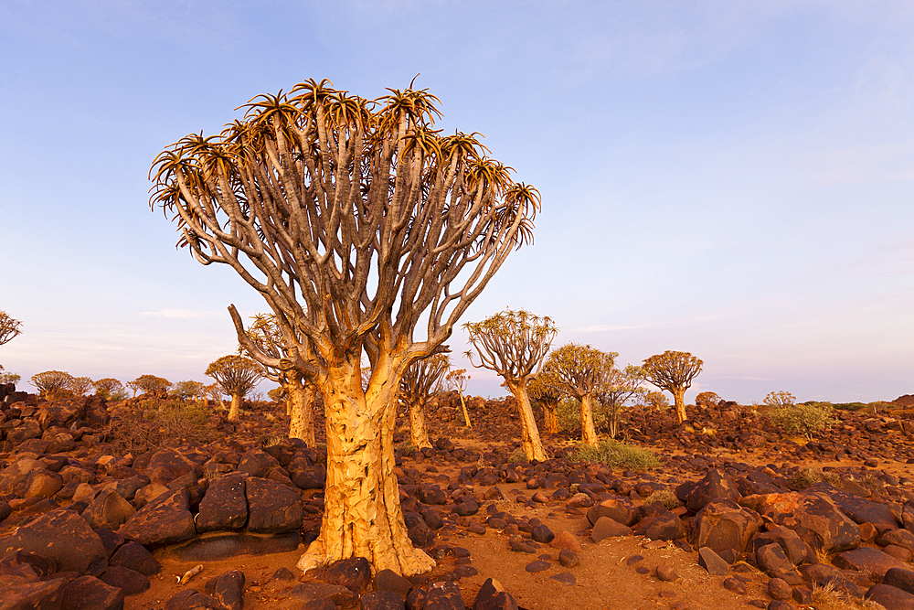 Quivertree Forest at Sunset, Aloidendron dichotomum, Keetmanshoop, Namibia