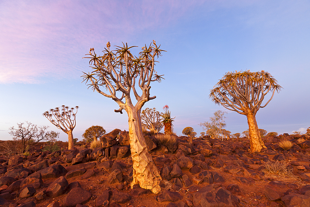 Quivertree Forest at Sunset, Aloidendron dichotomum, Keetmanshoop, Namibia