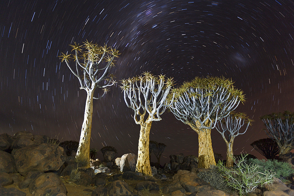 Milky Way over Quivertree Forest at Night, Aloidendron dichotomum, Keetmanshoop, Namibia