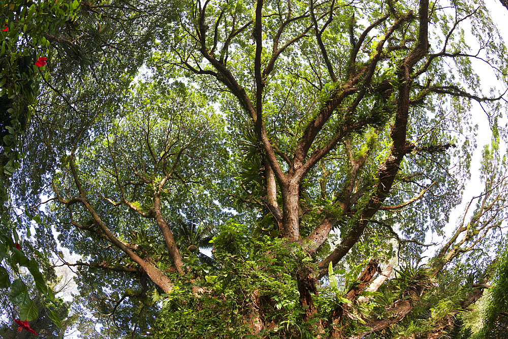 Vegetation of Kimbe Bay, New Britain, Papua New Guinea