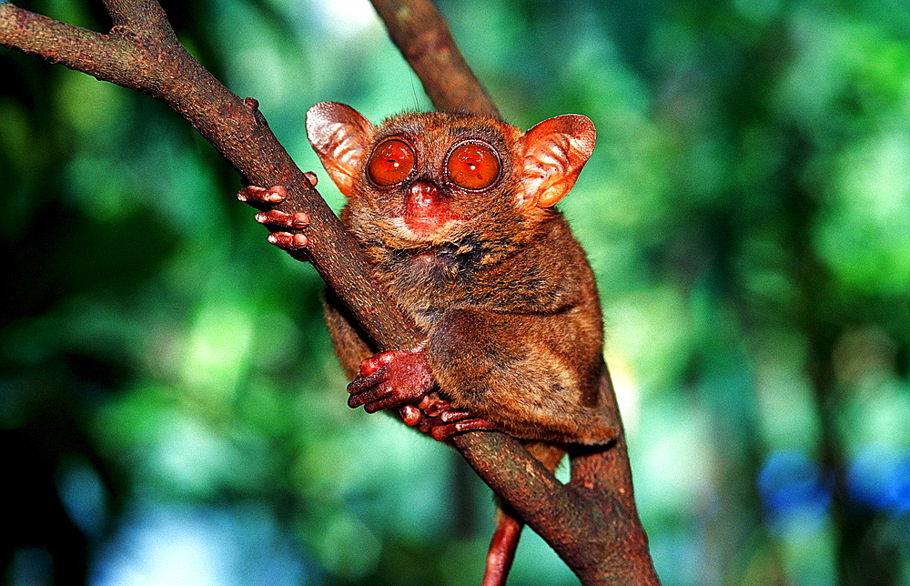 Philippine tarsier, Tarsius syrchta, Philippines, Bohol, Philippines Island